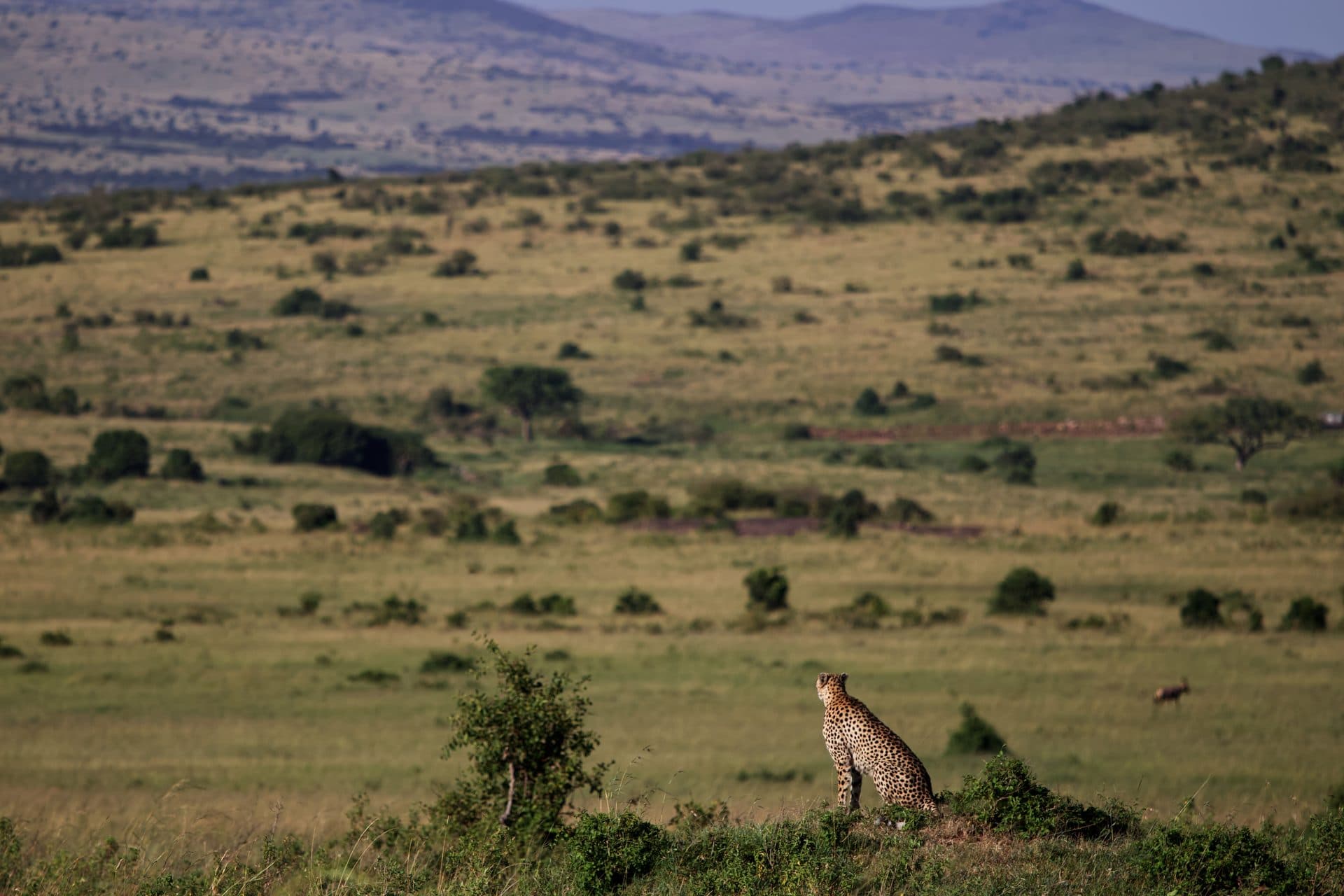 Kenya (Masai Mara), Kenya