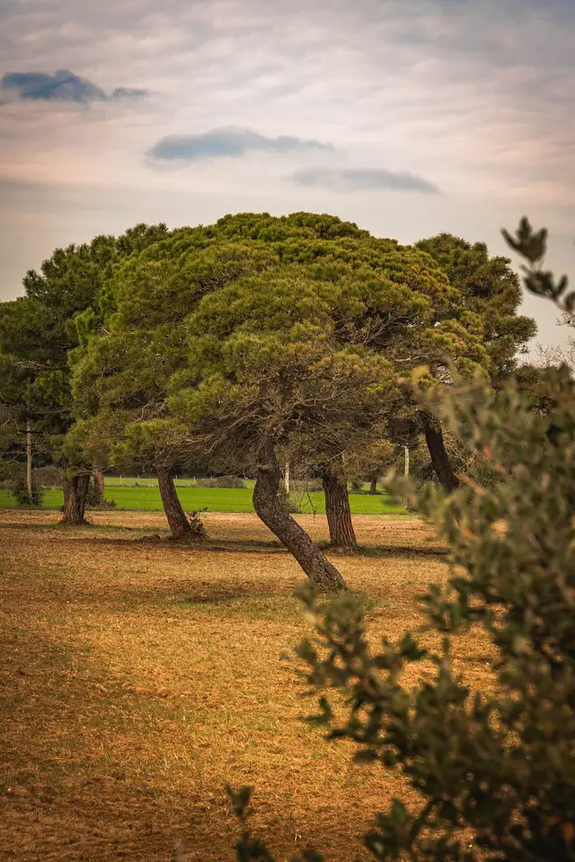 Turkey (Belek)