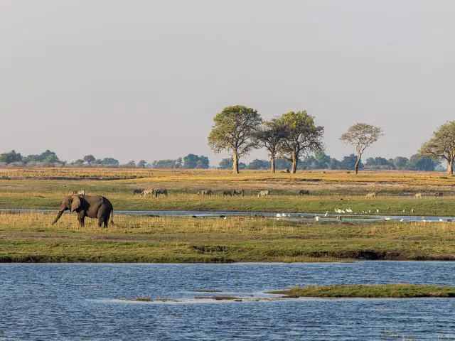 Botswana (Chobe)