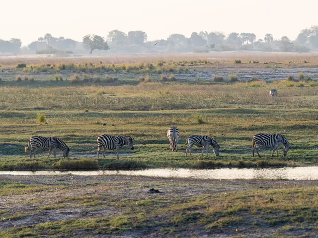 Botswana (Okavango Delta)